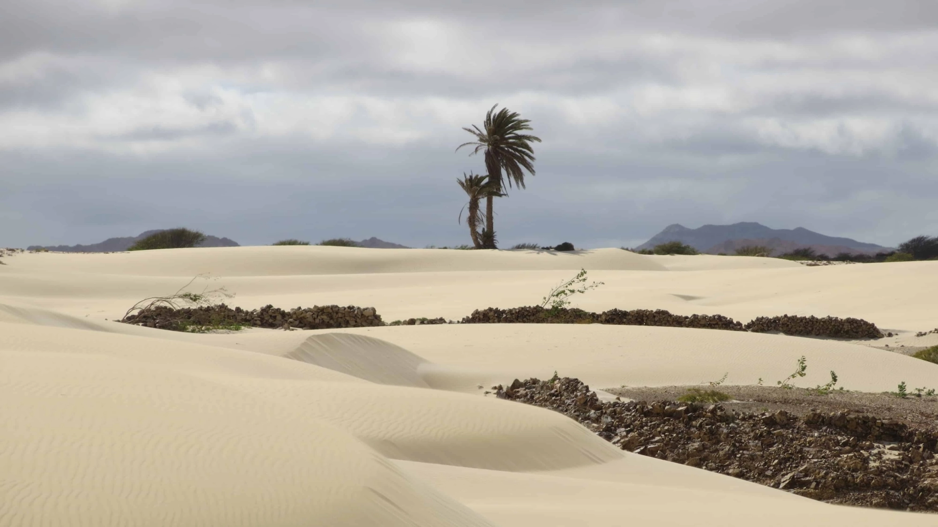 00 Palme Wüste Deserto de Viana Boa Vista Cabo Verde Kapverden