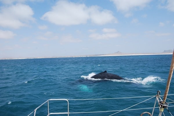 08_Buckelwal-Whale-watching-Boa-Vista-Kapverden
