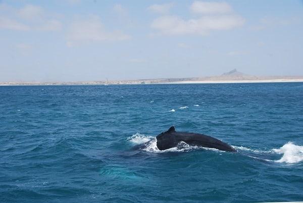 09_Buckelwal-Whale-watching-Boa-Vista-Kapverden