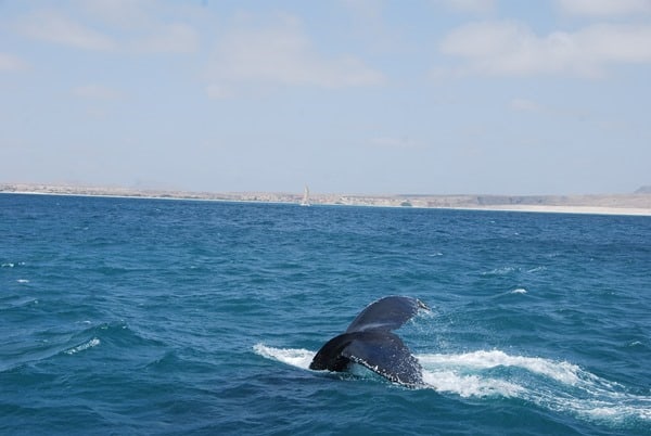 13_Buckelwal-Whale-watching-Boa-Vista-Kapverden