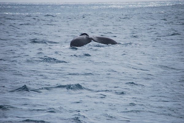 14_Buckelwal-Fluke-Whale-watching-Boa-Vista-Kapverden