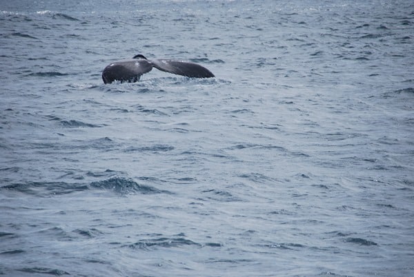 15_Buckelwal-Fluke-Whale-watching-Boa-Vista-Kapverden