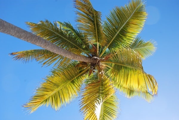 Palme am Strand The Baths Virgin Gorda British Virgin Islands