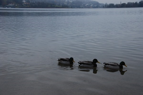 95_Drei-Enten-auf-dem-Tegernsee