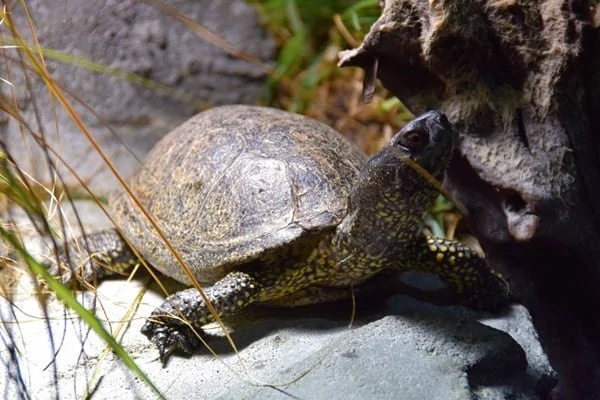Schildkroete SeaLife Muenchen