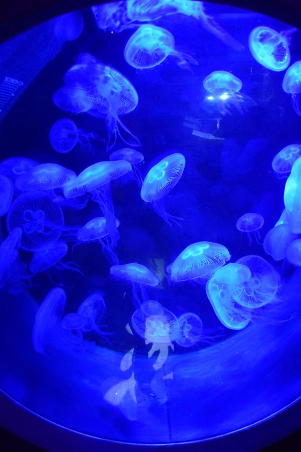 Quallen Aquarium UV Licht SeaLife Muenchen
