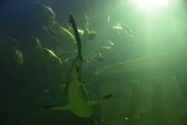 Haifische Aquarium SeaLife Muenchen