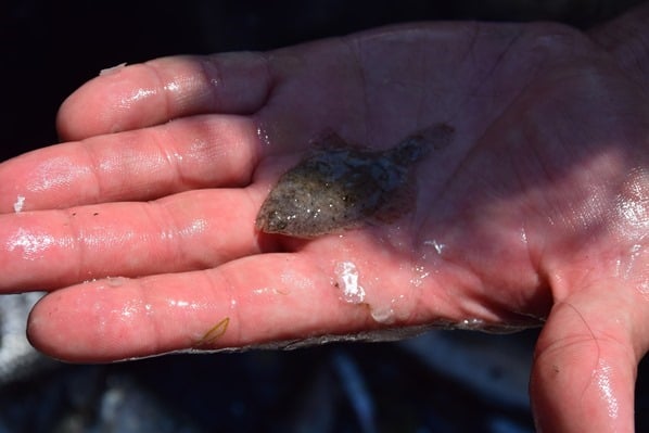 13_Bilancia-di-Bepi-zu-kleiner-Fisch-Lagune-von-Marano-Lignano Sabbiadoro-Italien