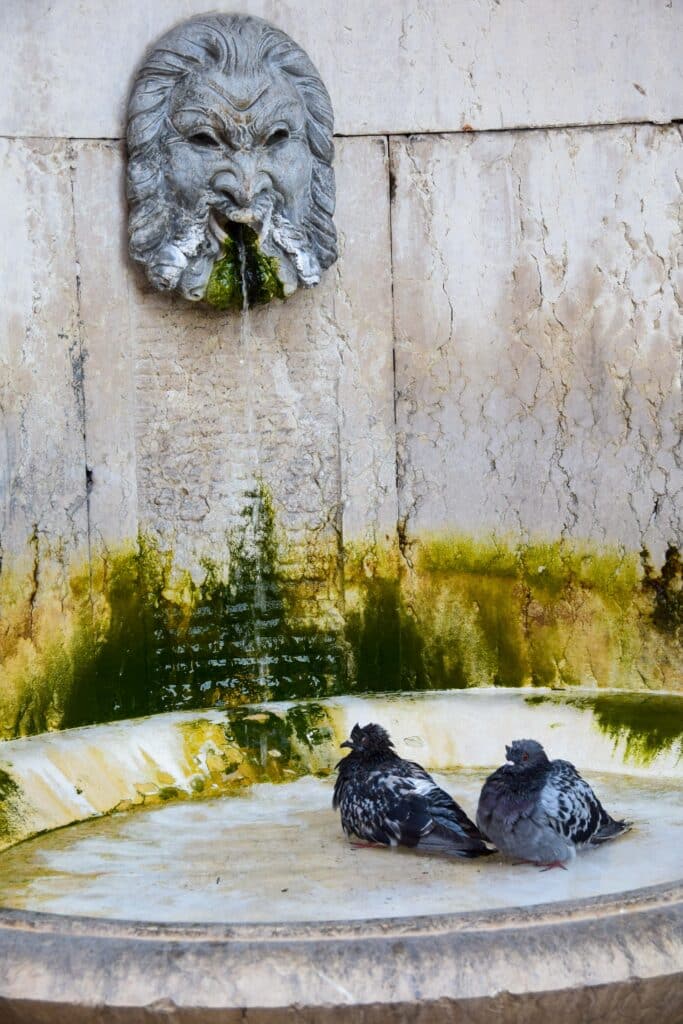 Verona Sehenswürdigkeiten historischer Brunnen Piazza Indipendenza Vogelbad Italien