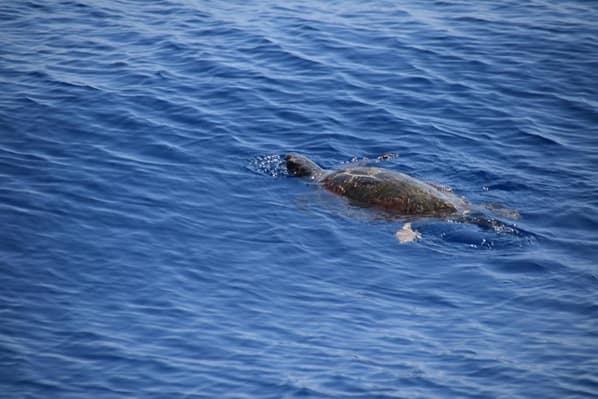 Whale Watching Meeresschildkröte Pelagos Sanctuary Mittelmeer Ligurien Italien