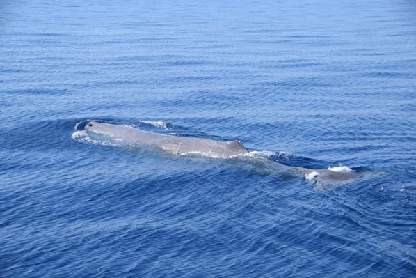 Whale Watching Walbeobachtung Pottwal Pelagos Sanctuary Mittelmeer Ligurien Italien