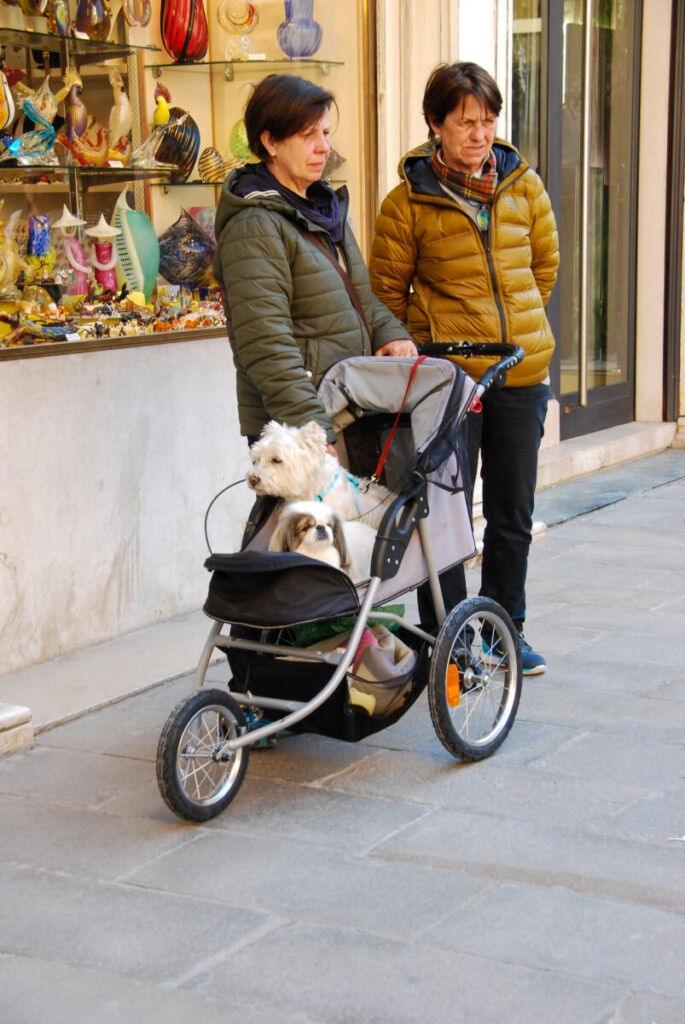Venedig Kinderwagen Hunde