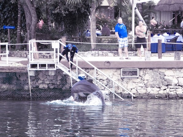 07_Delfin-Training-Cozumel-Mexiko