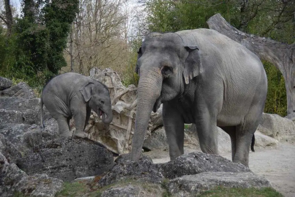 Tierpark Hellabrunn Zoo München kleiner Elefantenbulle Otto mit Mama 2021