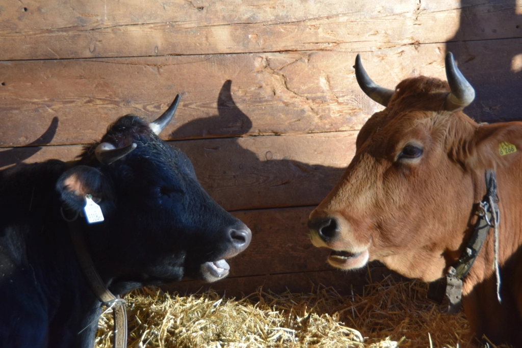 Alpenzoo Innsbruck Kuh Kühe Rind Rinder Tirol Österreich