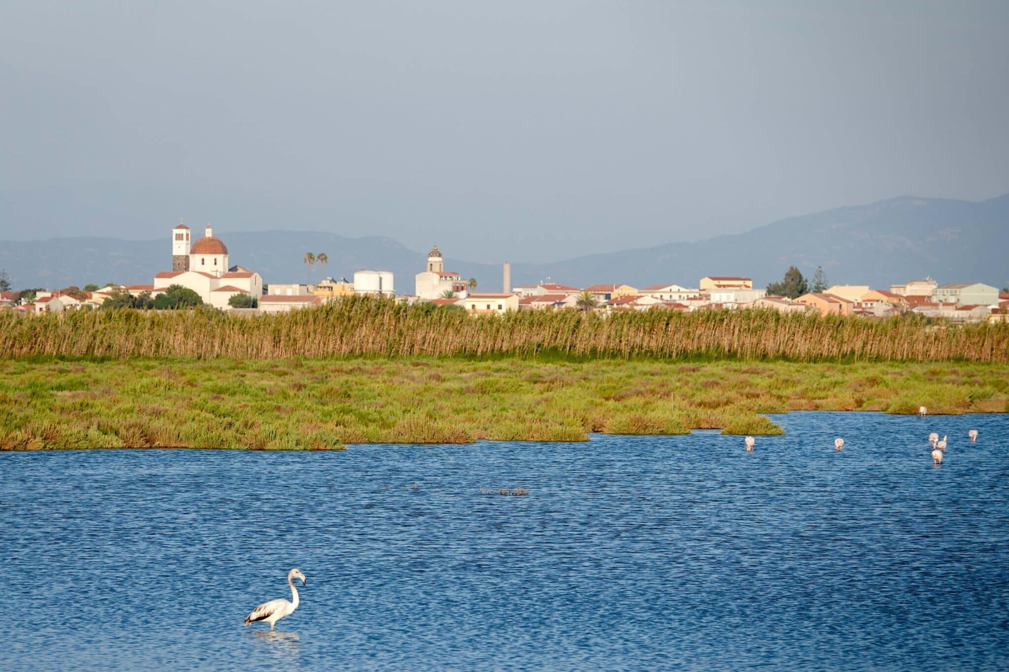 Flamingos auf Sardinien: Traumhafte Spots in Sant'Antioco